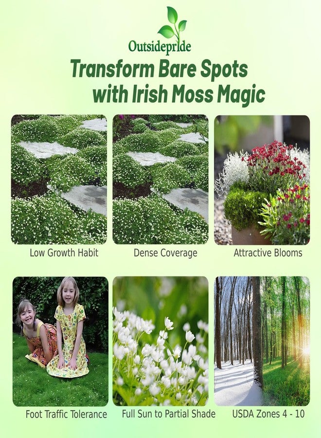 Outsidepride Irish Moss Ground Cover Seeds - 10000 Pcs Perennial Low Growing, Mat-Forming Lawn Alternative, Outdoor Ground Cover Seeds with Shade Tolerance, Ideal for Pathways and Rock Gardens - Image 2