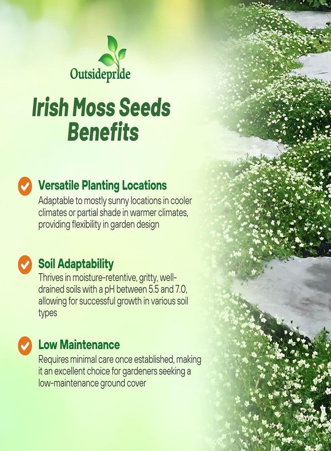 Outsidepride Irish Moss Ground Cover Seeds - 10000 Pcs Perennial Low Growing, Mat-Forming Lawn Alternative, Outdoor Ground Cover Seeds with Shade Tolerance, Ideal for Pathways and Rock Gardens - Image 3