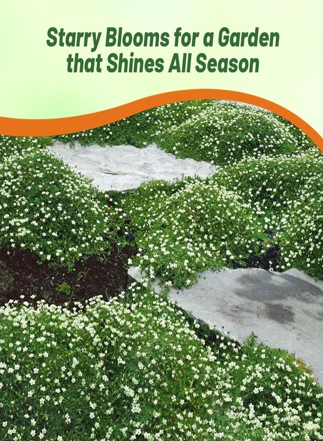Outsidepride Irish Moss Ground Cover Seeds - 10000 Pcs Perennial Low Growing, Mat-Forming Lawn Alternative, Outdoor Ground Cover Seeds with Shade Tolerance, Ideal for Pathways and Rock Gardens - Image 5