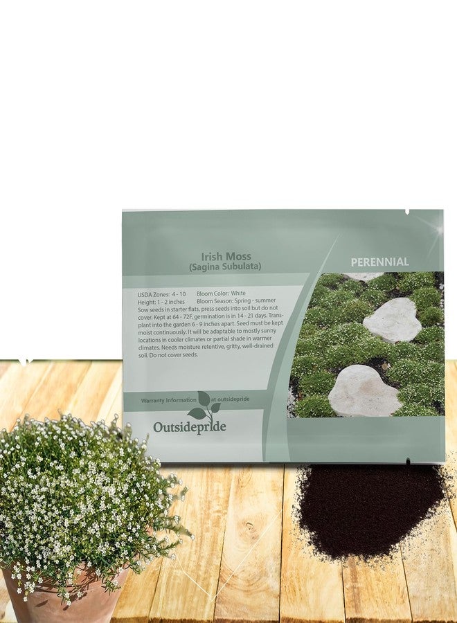 Outsidepride Irish Moss Ground Cover Seeds - 10000 Pcs Perennial Low Growing, Mat-Forming Lawn Alternative, Outdoor Ground Cover Seeds with Shade Tolerance, Ideal for Pathways and Rock Gardens - Image 1