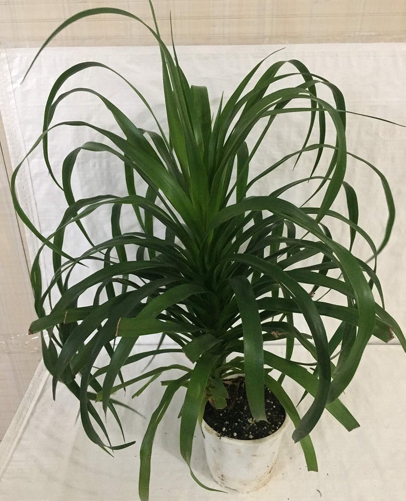 CAPPL Dracena Plant with Pot (Pack of 3 Plants) & 5 Gram Fertilizer Free - Image 2
