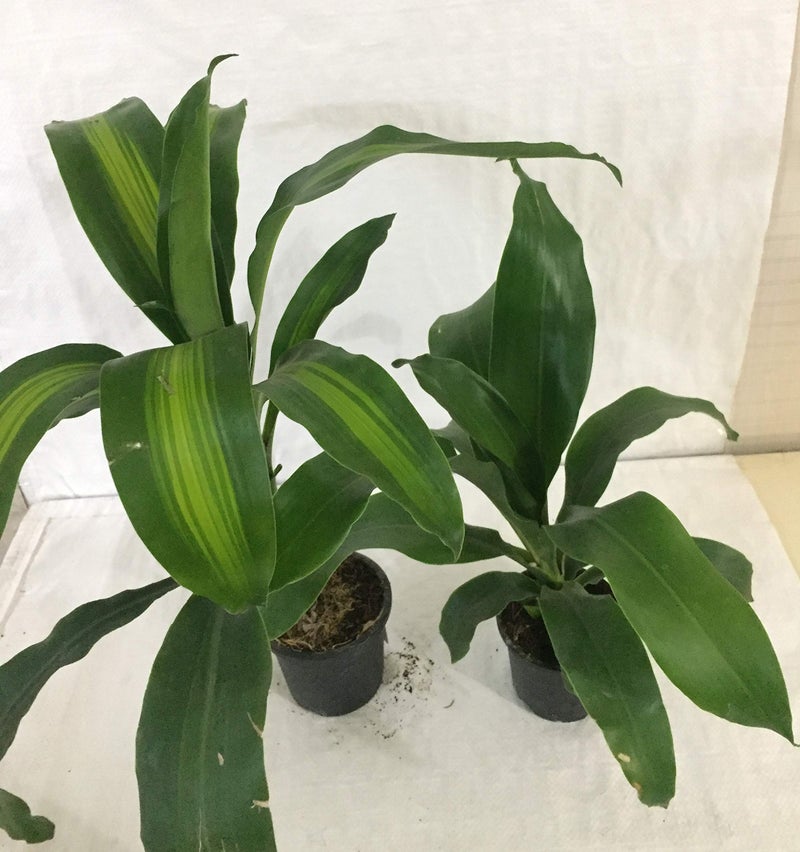 CAPPL Dracena Plant with Pot (Pack of 3 Plants) & 5 Gram Fertilizer Free - Image 4