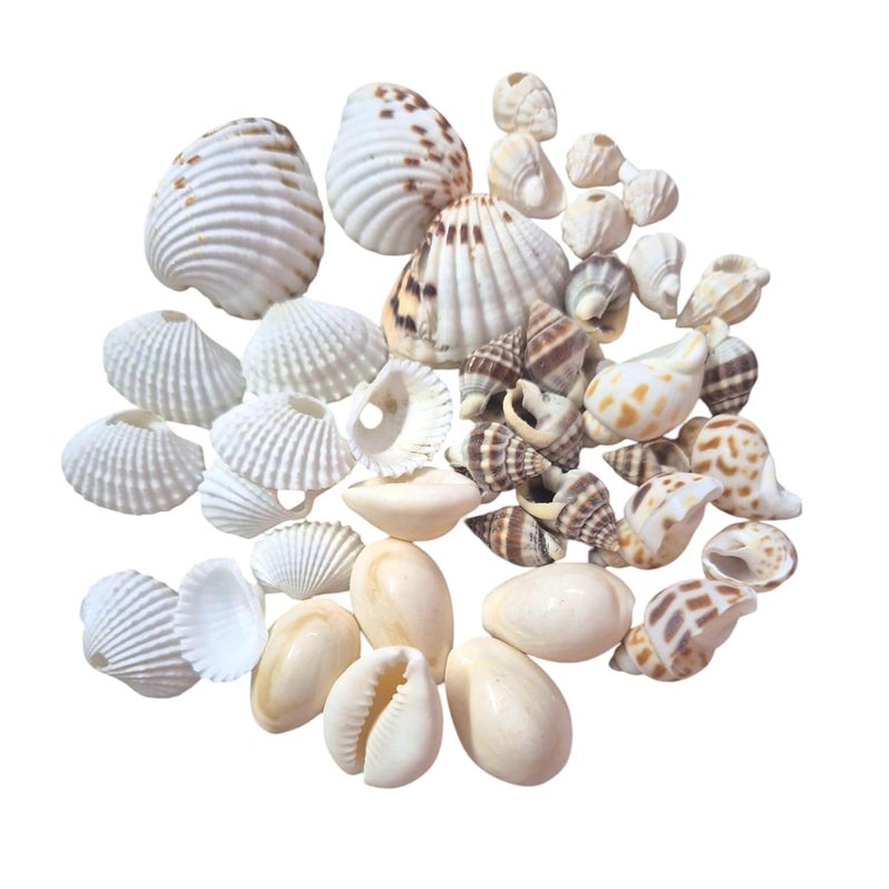 DECORAMA ديكوراما أحجار بحرية وأصداف متعددة الأنماط 400 جرام للأعمال الفنية والحرف اليدوية - Image 2