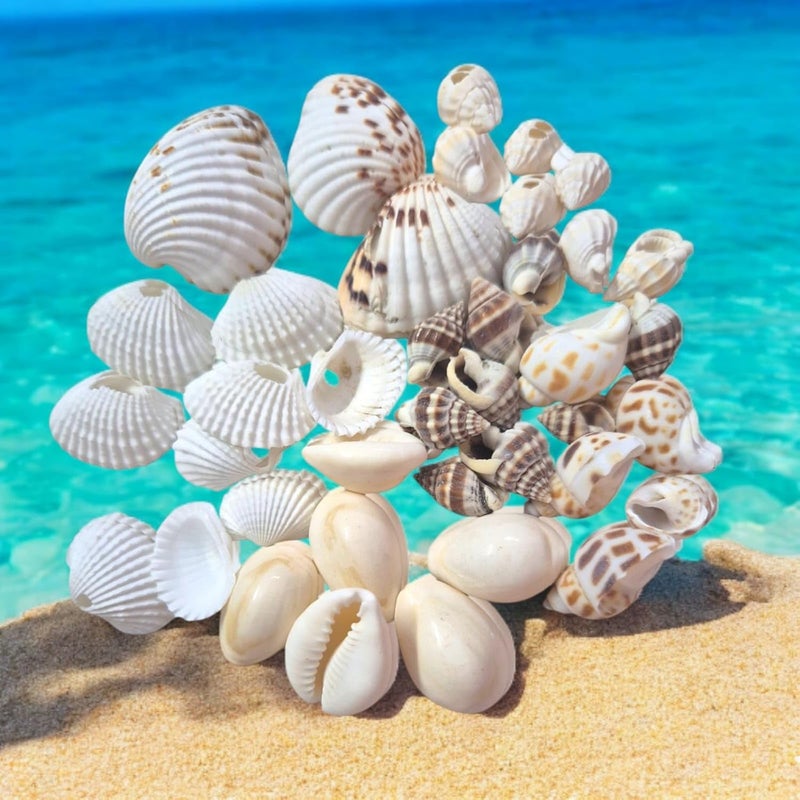 DECORAMA ديكوراما أحجار بحرية وأصداف متعددة الأنماط 400 جرام للأعمال الفنية والحرف اليدوية - Image 5