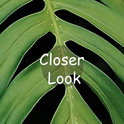 MFWFM Tropical Monstera Wallpaper Banana Leaf Wall Mural Wallpaper for Living Room Bedroom TV Background Wall Covering(Not Peel n' Stick) - Image 4