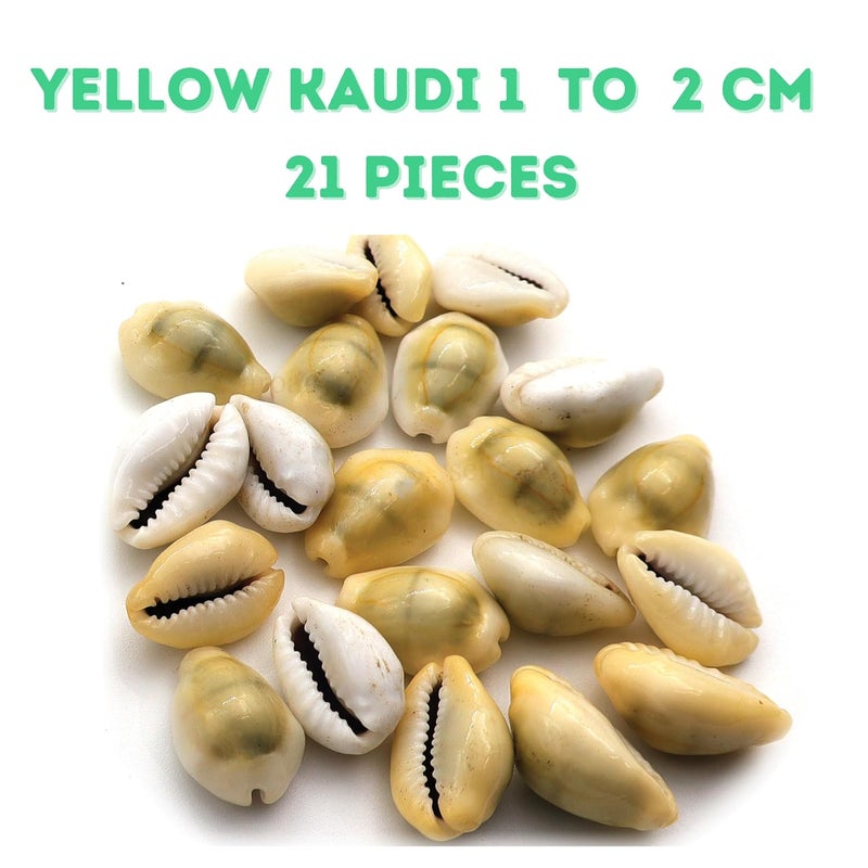 Senroar Sea Shell Pili Kodi, Yellow Kaudi, Tiger Kaudi, For Diwali Pooja Decoration- Decorative sea shell (Yellow Kaudi 1 to 2 cm 21pcs) - Image 2