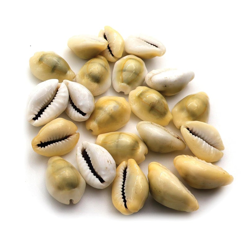 Senroar Sea Shell Pili Kodi, Yellow Kaudi, Tiger Kaudi, For Diwali Pooja Decoration- Decorative sea shell (Yellow Kaudi 1 to 2 cm 21pcs) - Image 1