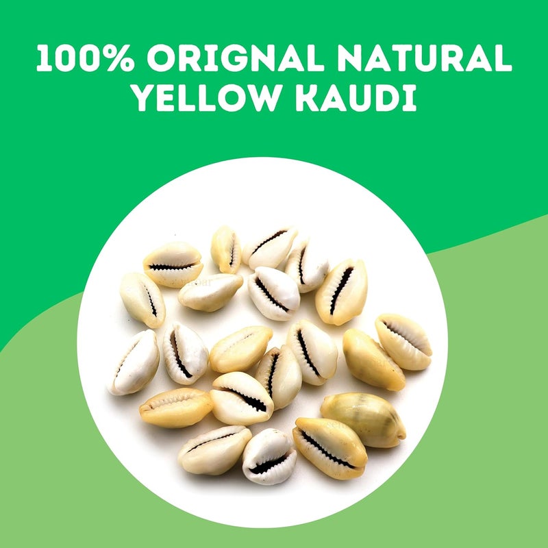Senroar Sea Shell Pili Kodi, Yellow Kaudi, Tiger Kaudi, For Diwali Pooja Decoration- Decorative sea shell (Yellow Kaudi 1 to 2 cm 21pcs) - Image 3