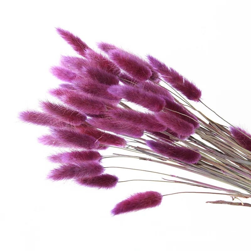 Bluejw Bouquet of Preserved Rabbit Tail Grass Dried Flowers in Primary Colors – Natural Dried Plants for Wedding Decor, Home Decoration, and Rustic Floral Arrangements - Image 5