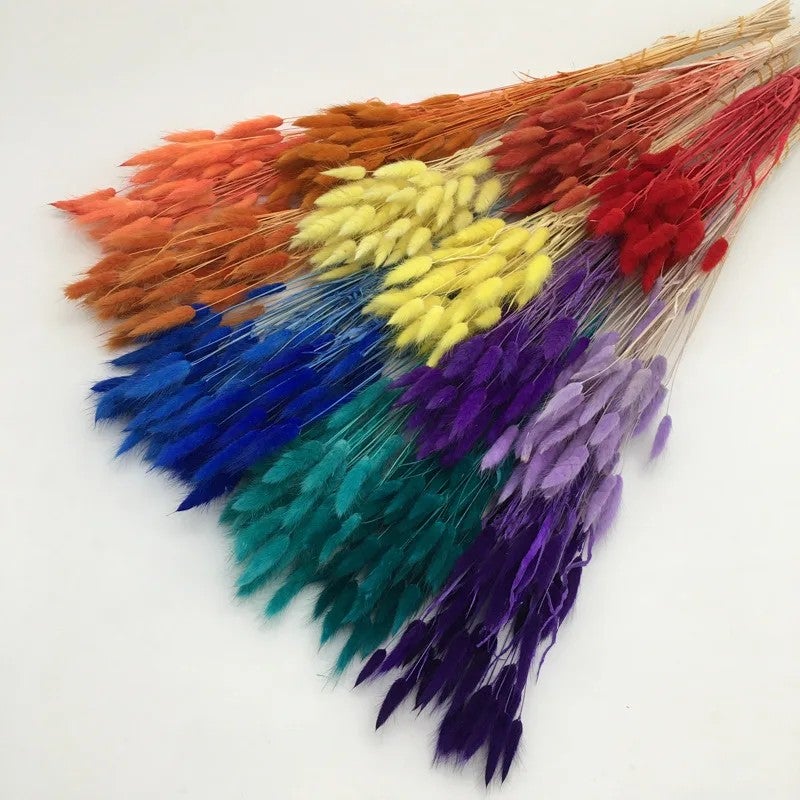 Bluejw Bouquet of Preserved Rabbit Tail Grass Dried Flowers in Primary Colors – Natural Dried Plants for Wedding Decor, Home Decoration, and Rustic Floral Arrangements - Image 3