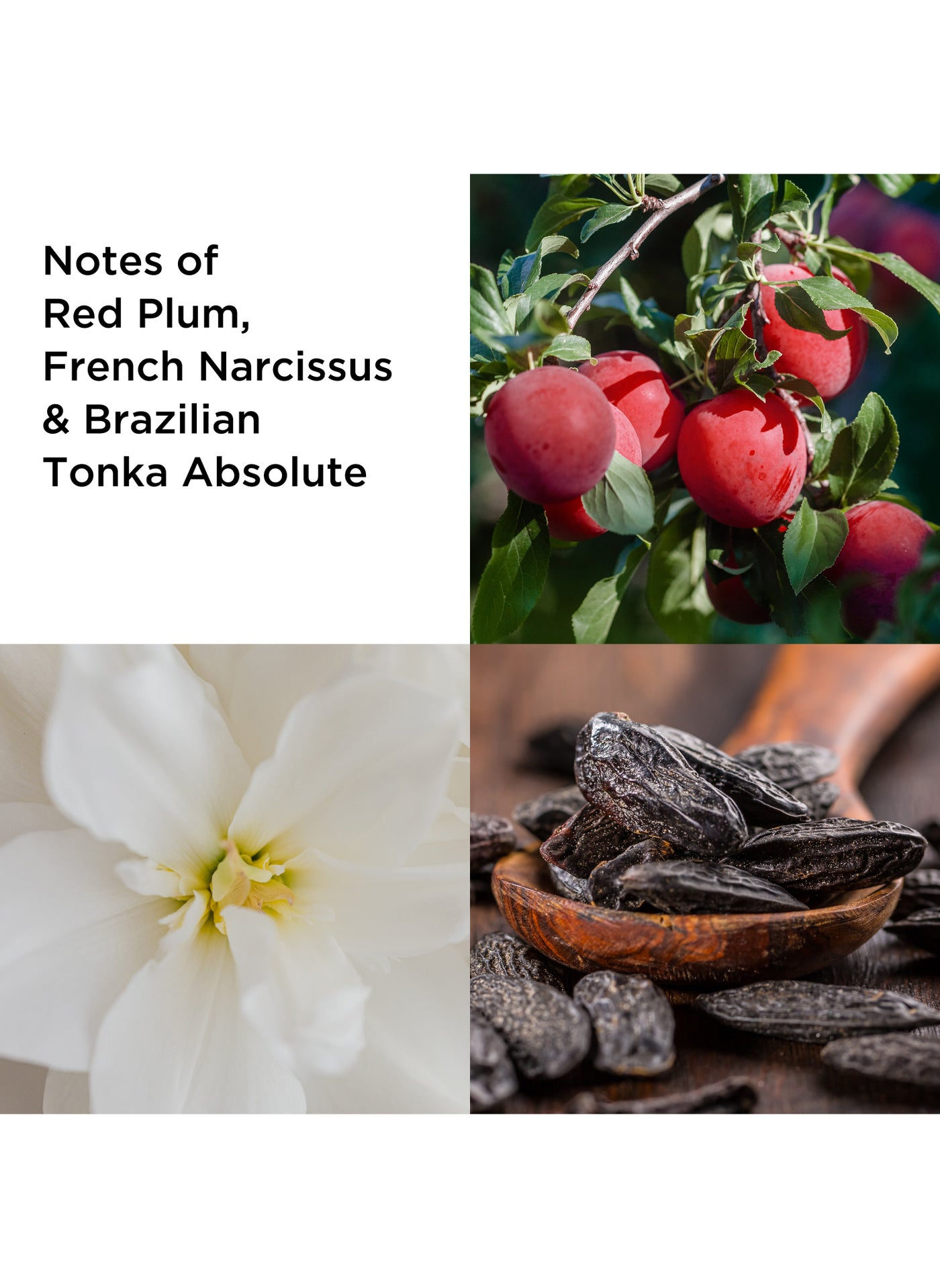 إليزابيث أردن أنتولد أبسولو أو دو بارفان بخاخ، مل