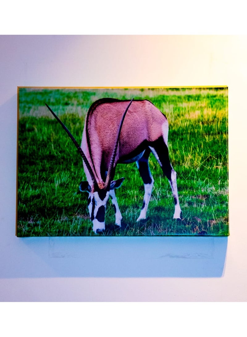 Grazing Oryx (Gemsbok) Canvas Wall Frame - Image 4