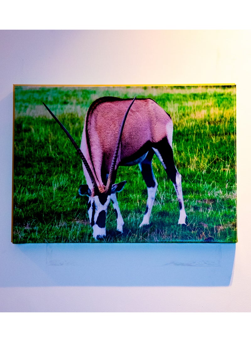 Grazing Oryx (Gemsbok) Canvas Wall Frame - Image 1