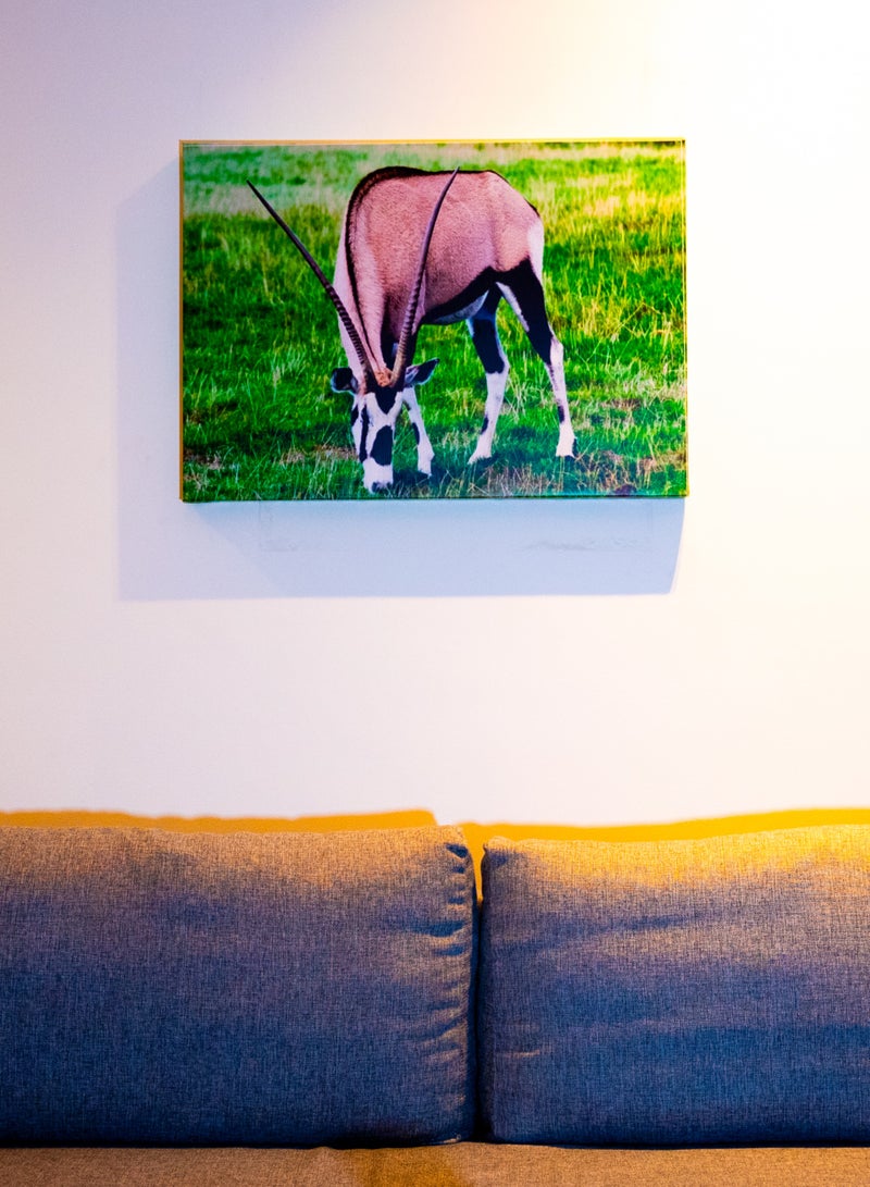 Grazing Oryx (Gemsbok) Canvas Wall Frame - Image 2