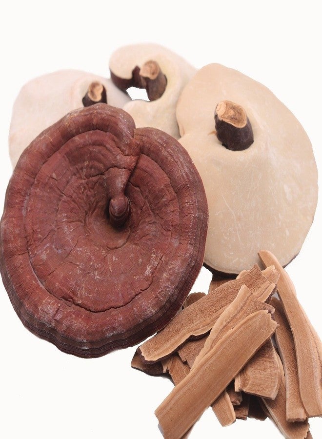 Nature Tea Reishi Mushroom - Product of Japan - Ganoderma lucidum Loose Slices by Nature Tea (1 lbs) - Image 3