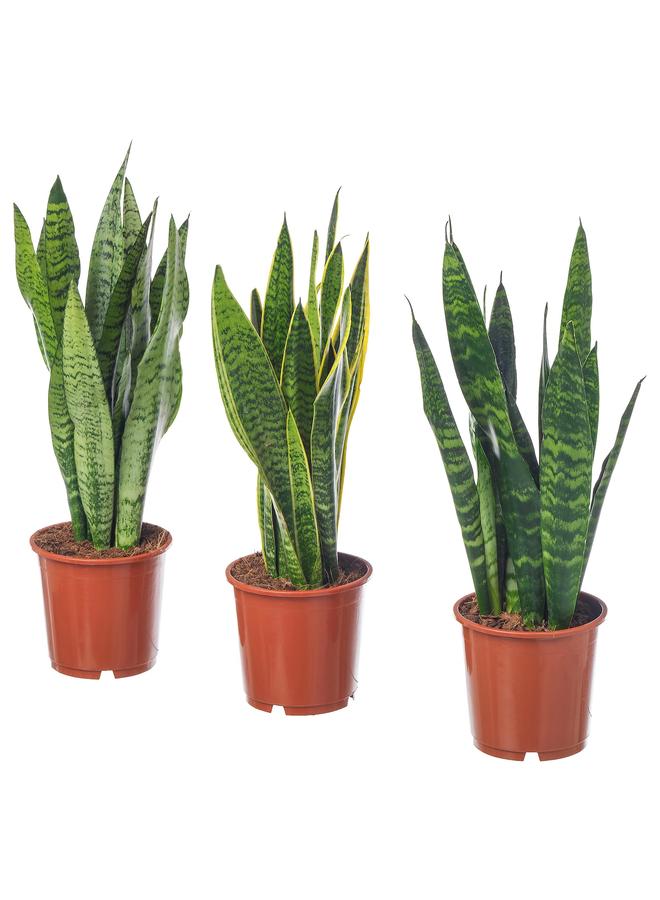 erorex Potted plant, Mother-in-law's tongue, 14 cm - Image 1