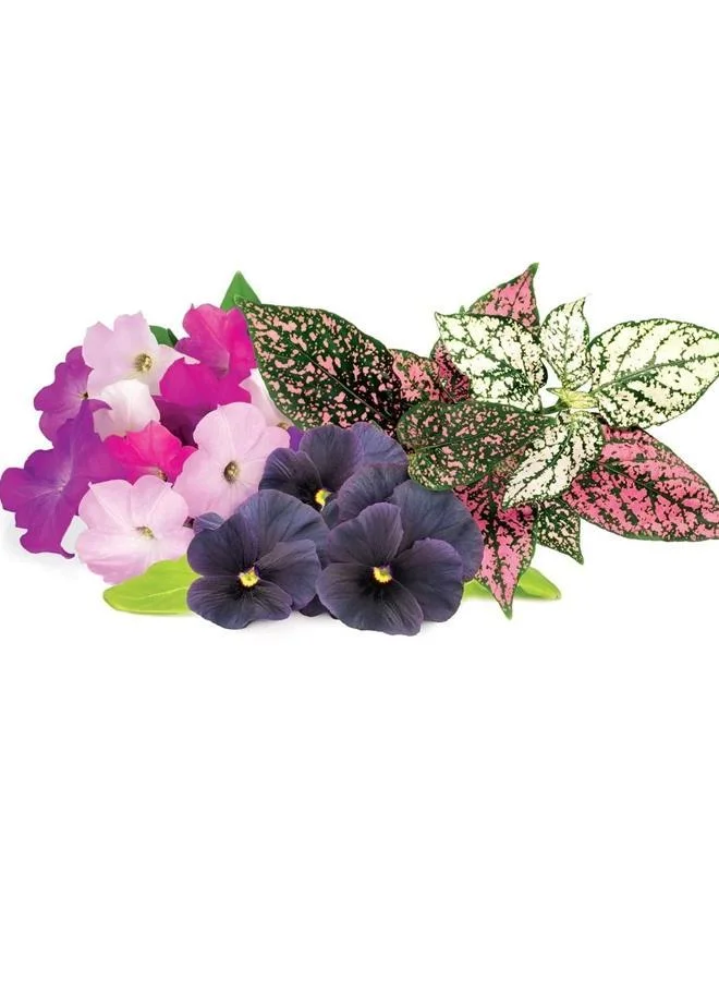 Click & Grow Click & Grow Vibrant Flower Mix (Pack of 9)