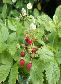 Fragaria Viridis, Wild Strawberry (Fragaria Viridis) Seeds (10)