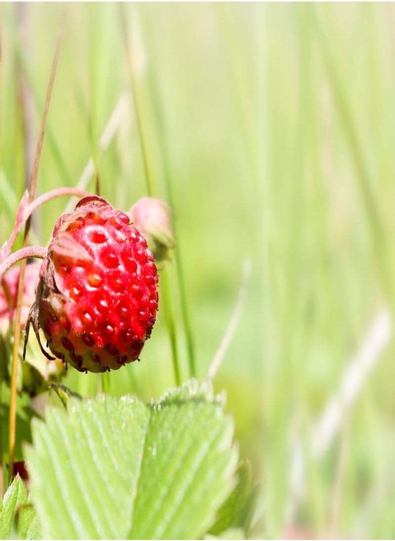 GGOOT - Fragaria Viridis, Wild Strawberry (Fragaria Viridis) Seeds (10) - Image 1