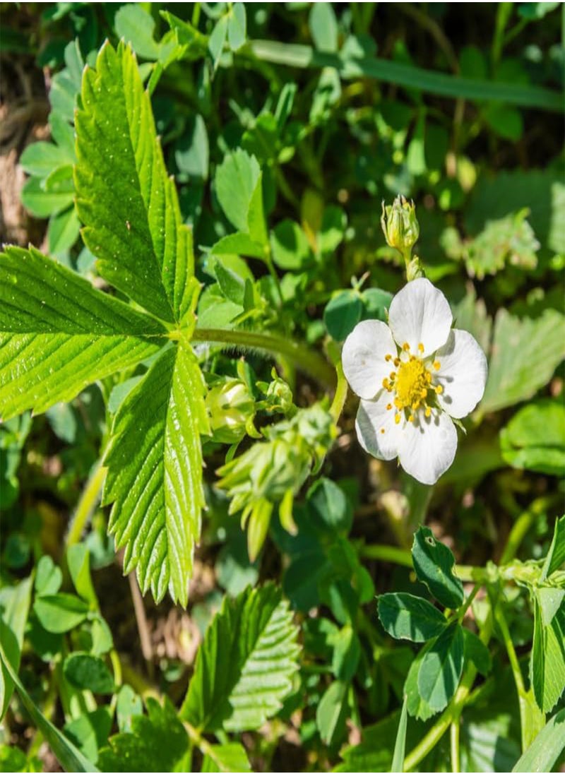 GGOOT - Fragaria Viridis, Wild Strawberry (Fragaria Viridis) Seeds (10) - Image 1
