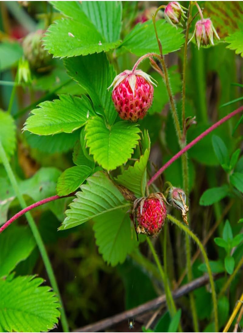GGOOT - Fragaria Viridis, Wild Strawberry (Fragaria Viridis) Seeds (10) - Image 1
