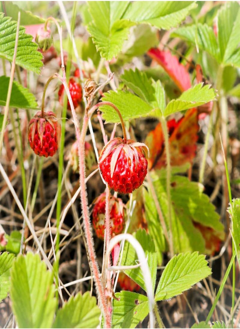 GGOOT - Fragaria Viridis, Wild Strawberry (Fragaria Viridis) Seeds (10) - Image 1
