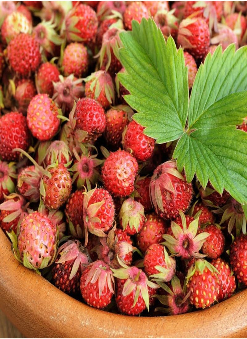 GGOOT - Fragaria Viridis, Wild Strawberry (Fragaria Viridis) Seeds (10) - Image 1