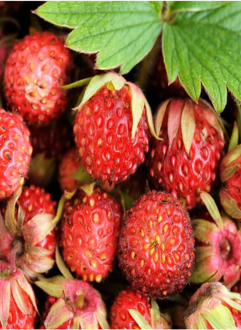 GGOOT - Fragaria Viridis, Wild Strawberry (Fragaria Viridis) Seeds (10) - Image 1