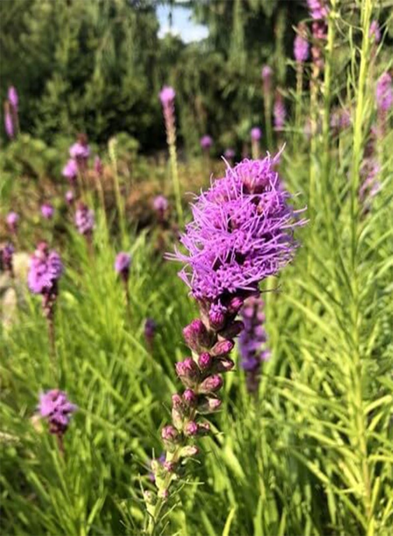 جي جوت 25 قطعة من بذور نبات اللياتريس بونكاتا الأرجوانية الطازجة - Image 2