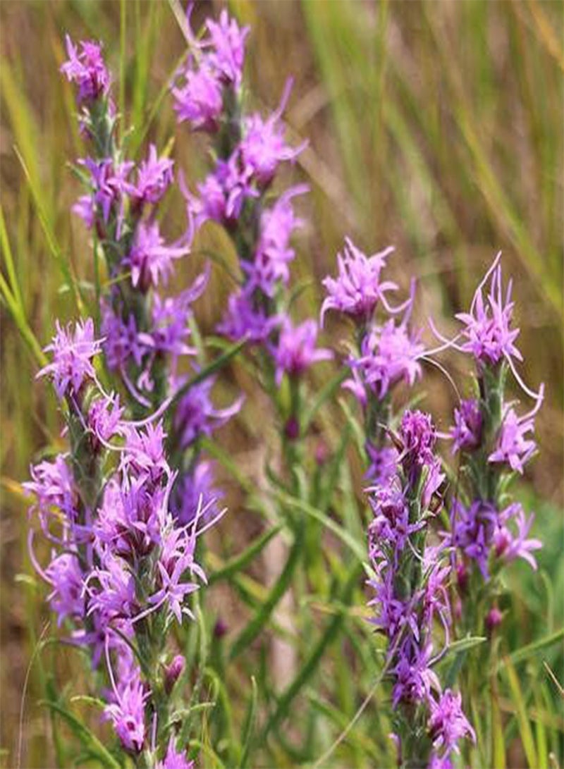 جي جوت 25 قطعة من بذور نبات اللياتريس بونكاتا الأرجوانية الطازجة - Image 1