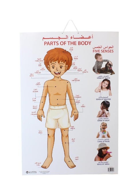 Dreamland Parts of The Body Chart Arabic/English