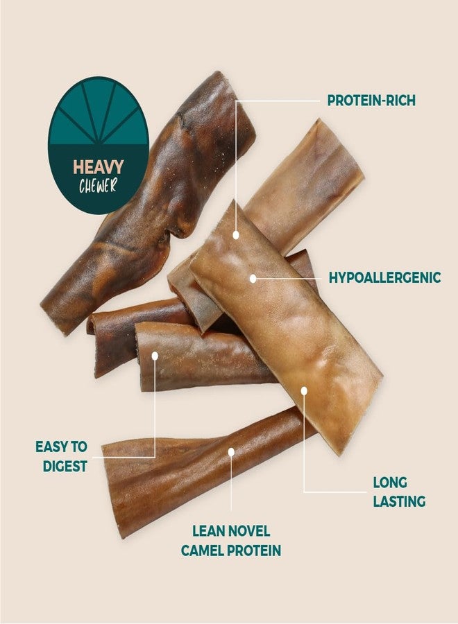 BULLY STICKS DIRECT Premium Camel Skin Protein Dog Chews, All Natural Heavy Chewer Treats, Long Lasting Dental Care Strips, 25 Pack - Image 2