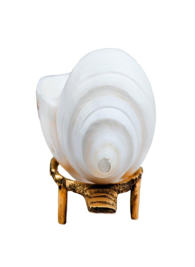 MAYAPURI Authentic Non-Blowing Jal Shankh (Pani Shankha) with Brass Stand for Pooja Abhishekam (9-10 cm) - Image 3