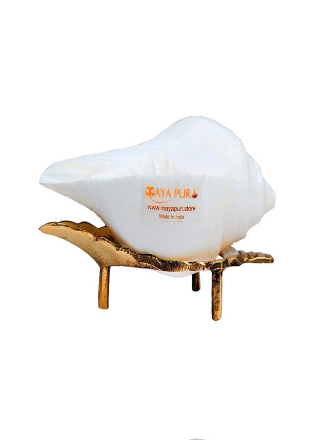MAYAPURI Authentic Non-Blowing Jal Shankh (Pani Shankha) with Brass Stand for Pooja Abhishekam (9-10 cm) - Image 2