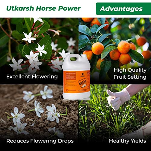 Utkarsh Horse Power - Ammonium Polyphosphate Fertilizer, NPK 10 34 00 For Quick Maturity of Stem & Trunk of Plants & Trees, Enhances Nutrient Uptake, Flowering, Crop Yield & Quality (1 Lit; Pack of 1) - Image 4