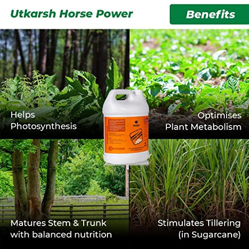Utkarsh Horse Power - Ammonium Polyphosphate Fertilizer, NPK 10 34 00 For Quick Maturity of Stem & Trunk of Plants & Trees, Enhances Nutrient Uptake, Flowering, Crop Yield & Quality (1 Lit; Pack of 1) - Image 3