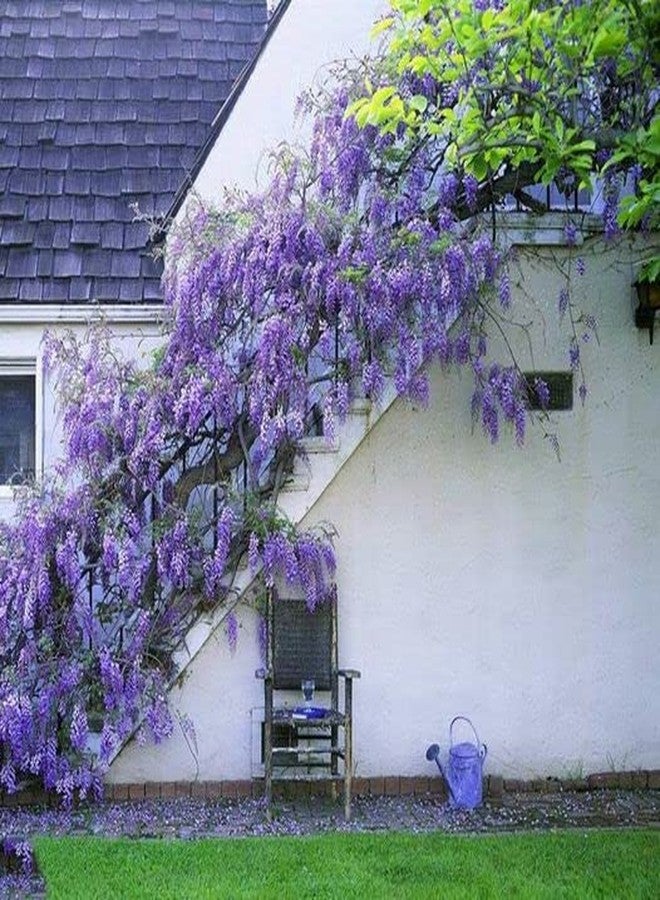 ZEshops 10pcs Japanese Wisteria Floribunda Flower Seeds - Lavender Purple Ornamental Vine Climber - Image 2