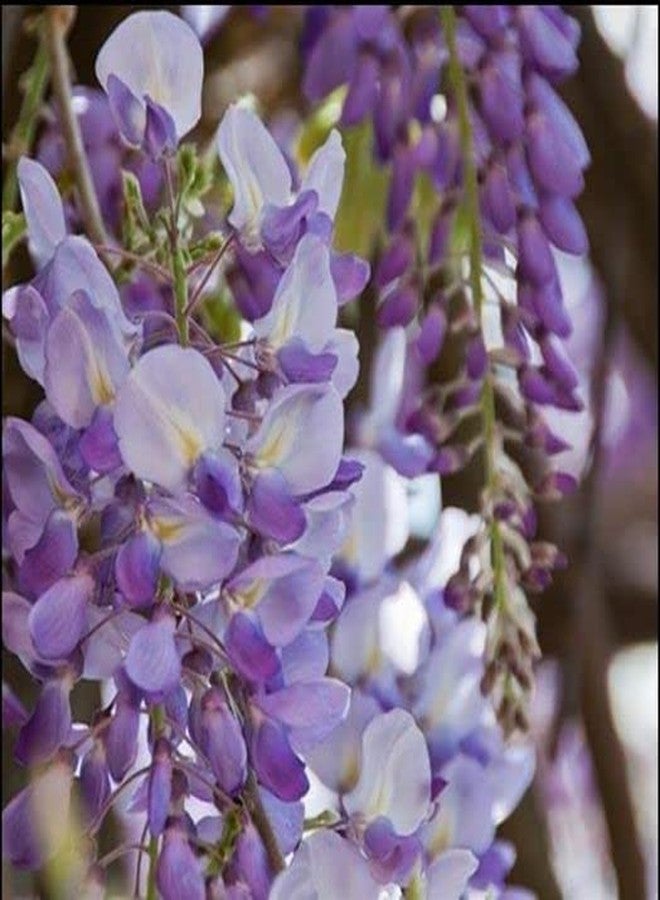 ZEshops 10pcs Japanese Wisteria Floribunda Flower Seeds - Lavender Purple Ornamental Vine Climber - Image 5