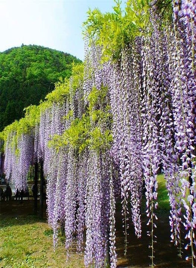 ZEshops 10pcs Japanese Wisteria Floribunda Flower Seeds - Lavender Purple Ornamental Vine Climber - Image 3