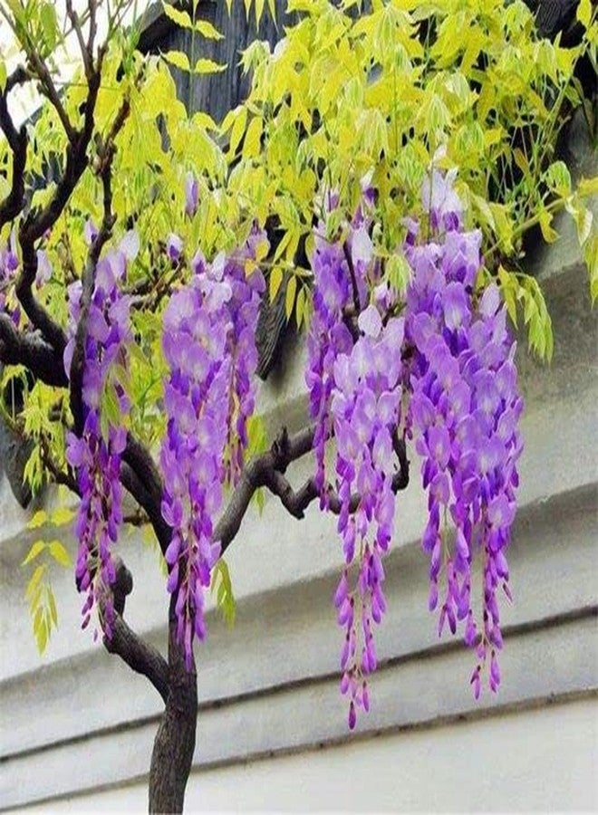 ZEshops 10pcs Japanese Wisteria Floribunda Flower Seeds - Lavender Purple Ornamental Vine Climber - Image 4