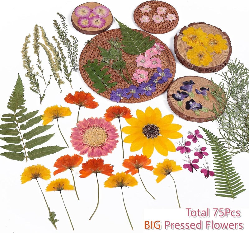 ZMRU 12“ Large Bulk Summer Dried Pressed Flowers for Glass Frame, Real Dry Natural Flower Leaf Daisy for Resin Mold, Cake Decor, Phone Cases (Gorgeous) - Image 3