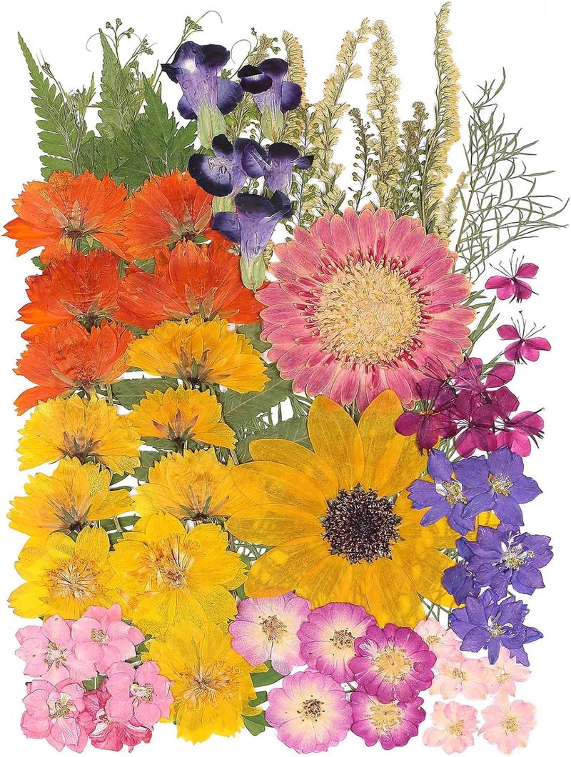 ZMRU 12“ Large Bulk Summer Dried Pressed Flowers for Glass Frame, Real Dry Natural Flower Leaf Daisy for Resin Mold, Cake Decor, Phone Cases (Gorgeous) - Image 1