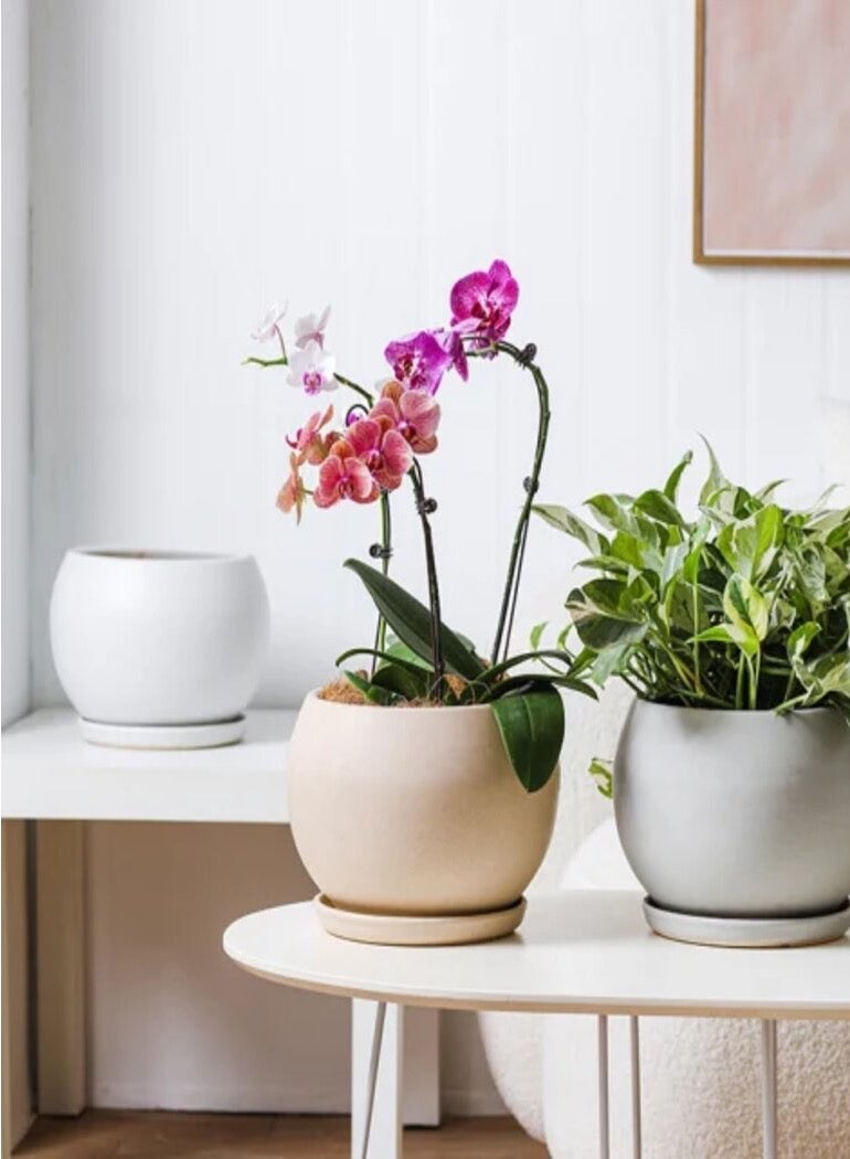 Ceramic Plant Pot White Color (Without Plant) - Image 2