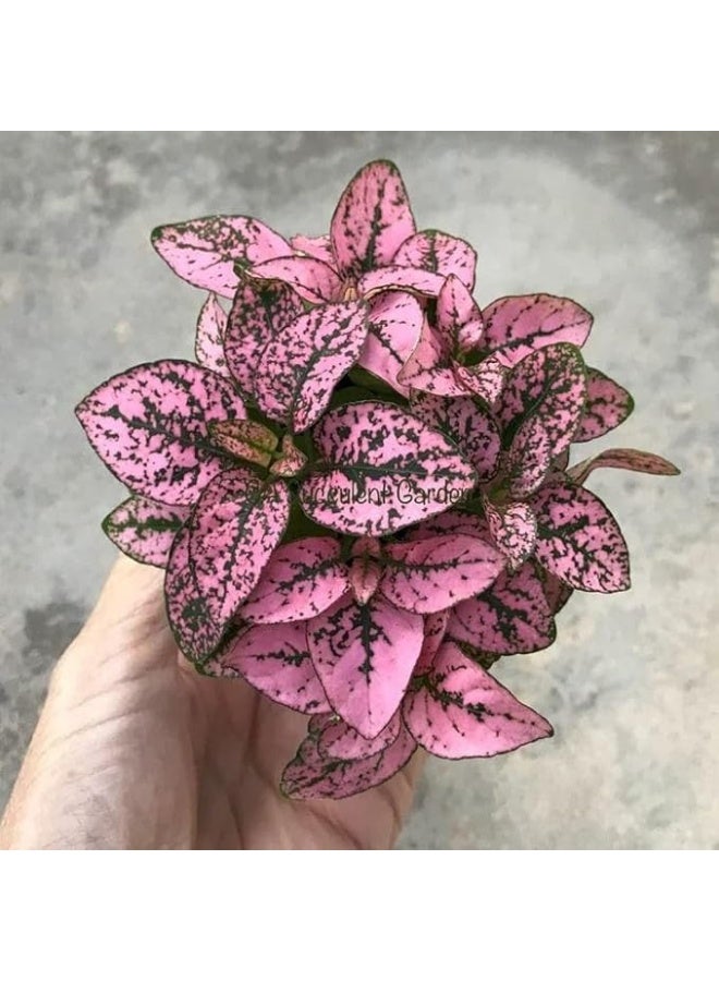 Live Polka Dot Plant Collection, 5 Varieties, 4-inch Clay Pots, Pink and Red Hypoestes - Image 5