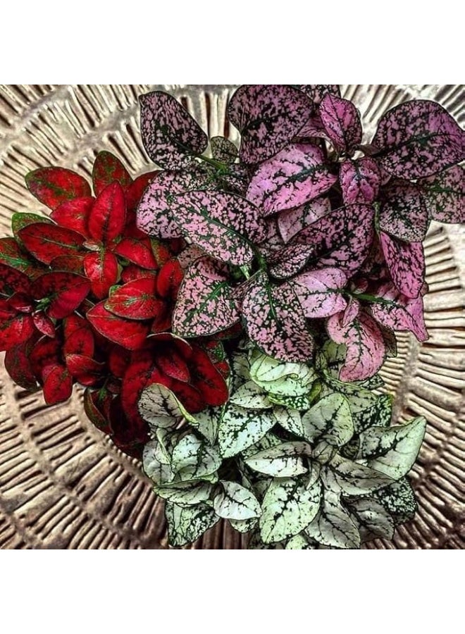 Live Polka Dot Plant Collection, 5 Varieties, 4-inch Clay Pots, Pink and Red Hypoestes - Image 3