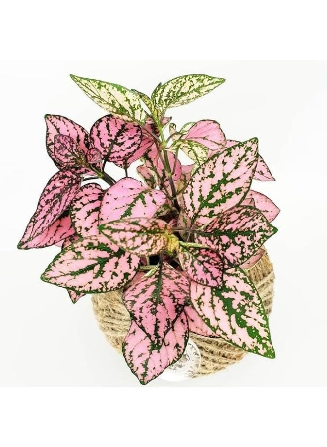 Live Polka Dot Plant Collection, 5 Varieties, 4-inch Clay Pots, Pink and Red Hypoestes - Image 4
