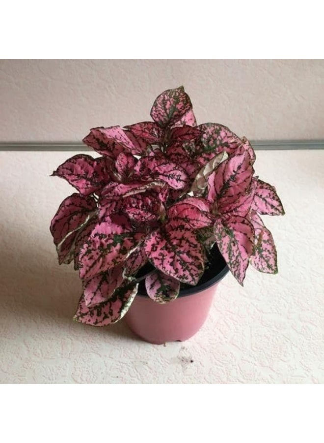 Live Polka Dot Plant Collection, 5 Varieties, 4-inch Clay Pots, Pink and Red Hypoestes - Image 2