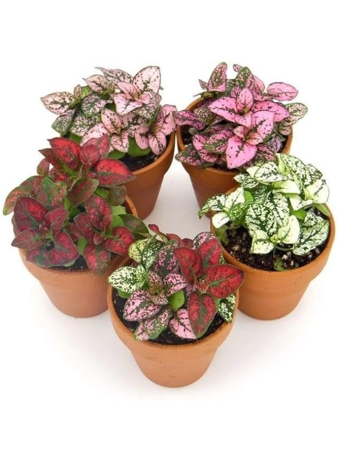 Live Polka Dot Plant Collection, 5 Varieties, 4-inch Clay Pots, Pink and Red Hypoestes - Image 1