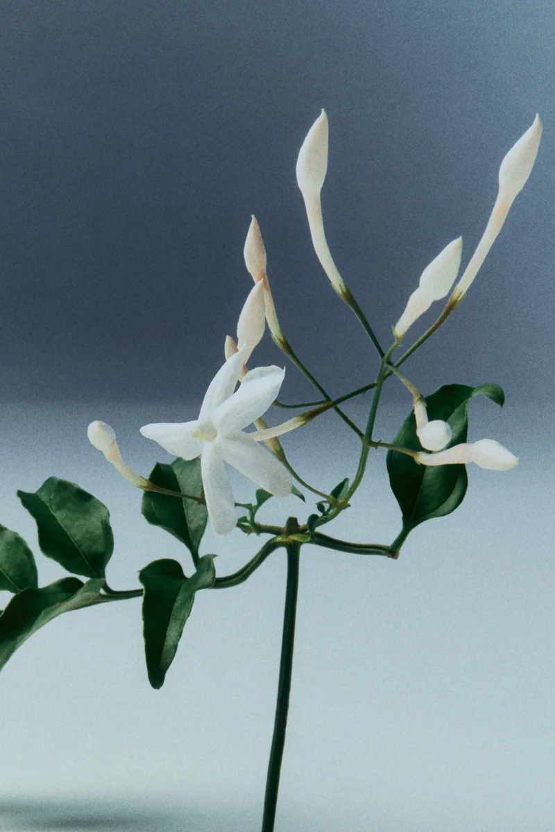 اتش اند ام عطر روبي تاتش المركز