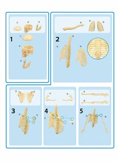 GROIC Mini Human Skeleton Model with Movable Arms Legs and Stand for Kid to Study Educational toys Explore science  - Image 3